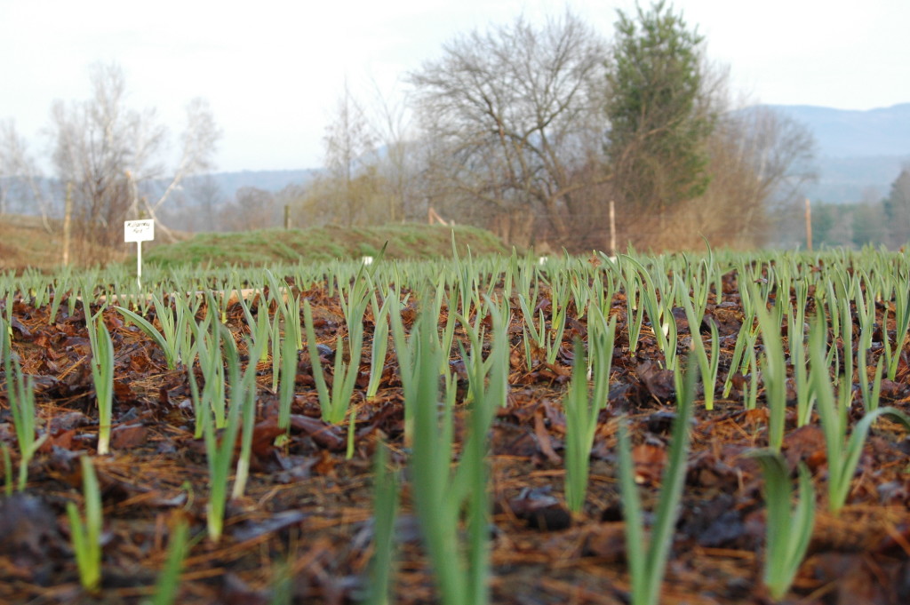 Garlic with Leaf Mulch