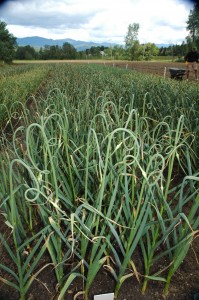 gourmet garlic scapes