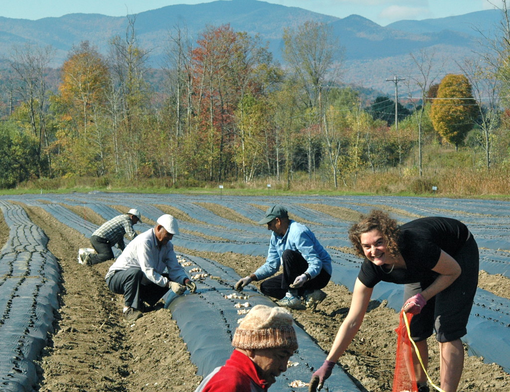 Planting Garlic