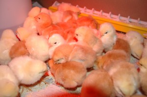 2 day old chicks