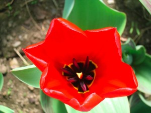 Red Tulip Mountain Flower Farm