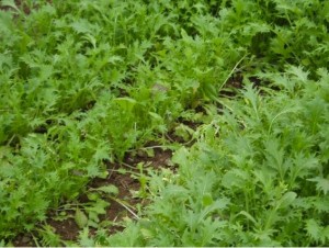fresh greens