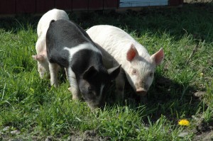 Pigs at Green Mountain Garlic