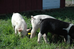 Three Little Pigs at the Garlic Farm