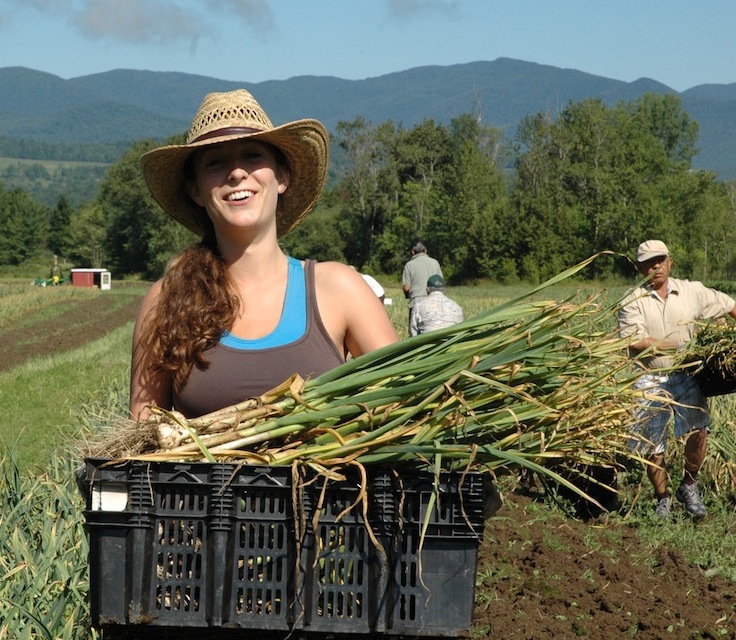 The Vermont Garlic Harvest