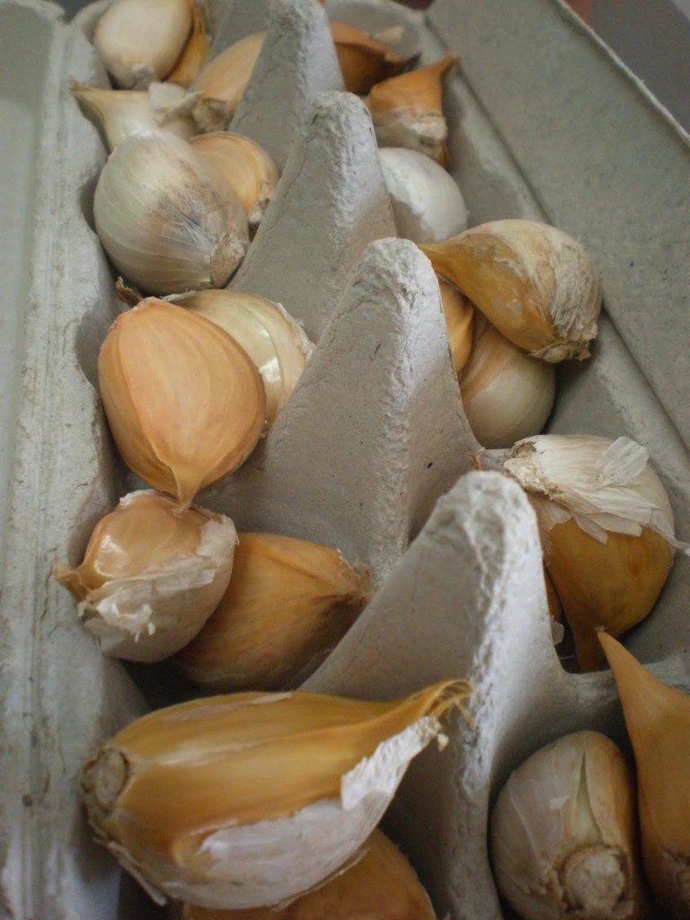 store garlic properly