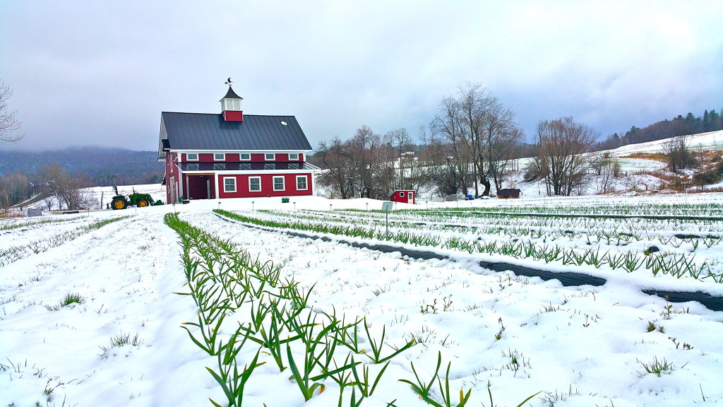 Green_Mountain_Garlic_Late_Spring_Snow