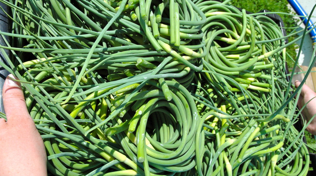 Green_Mountain_Garlic_Scapes_Summer