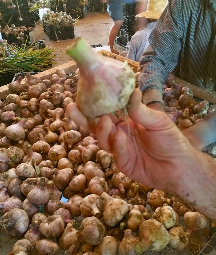 Handful_of_garlic