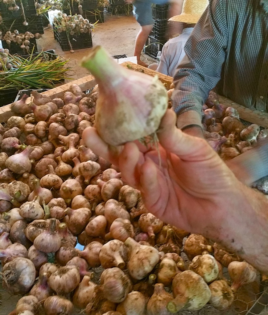 Handful_of_garlic
