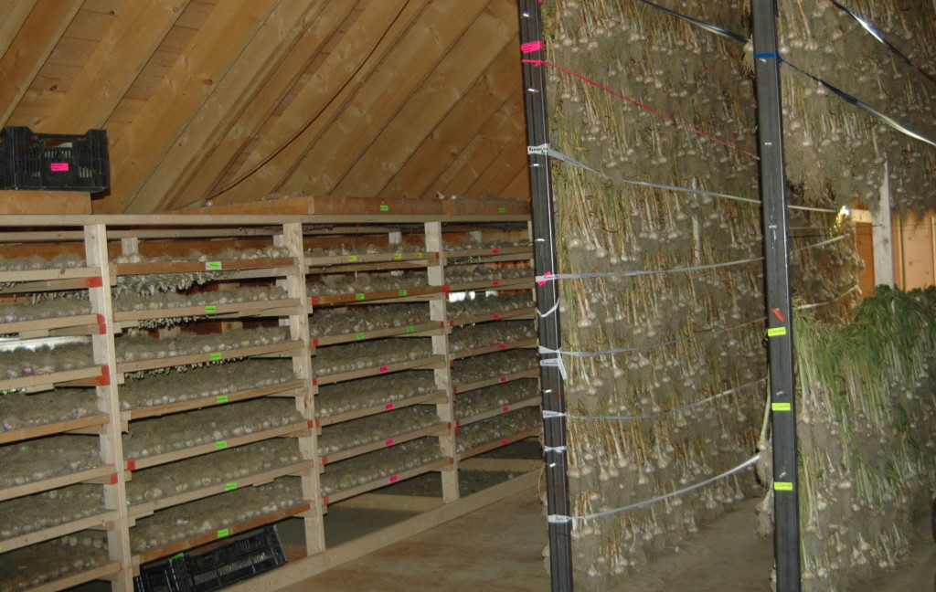 garlic_harvest_drying_the_garlic